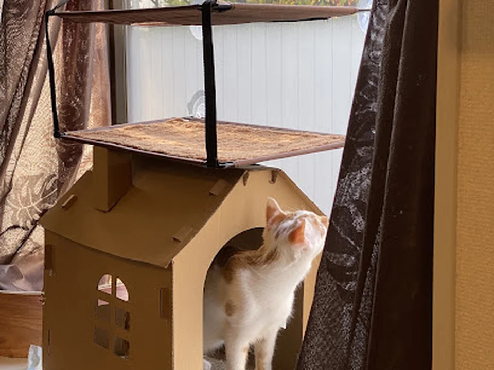 ねことフェレットのホテルAloPets