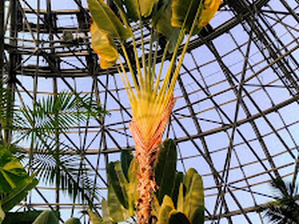 Cドーム 小笠原の植物とオウギバショウ