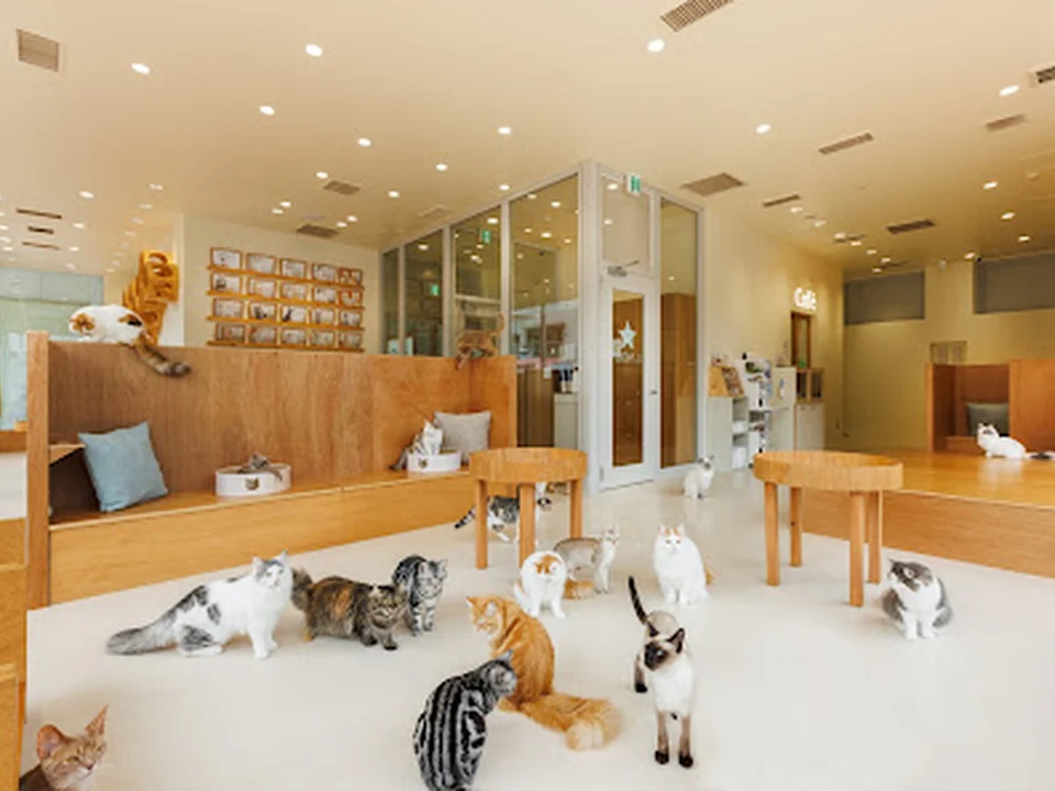 Cat Café MOFF CUTE CUBE 原宿店