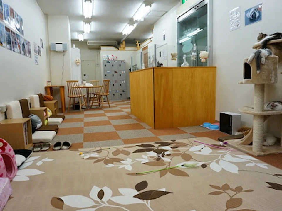 cat cafe にゃんこと