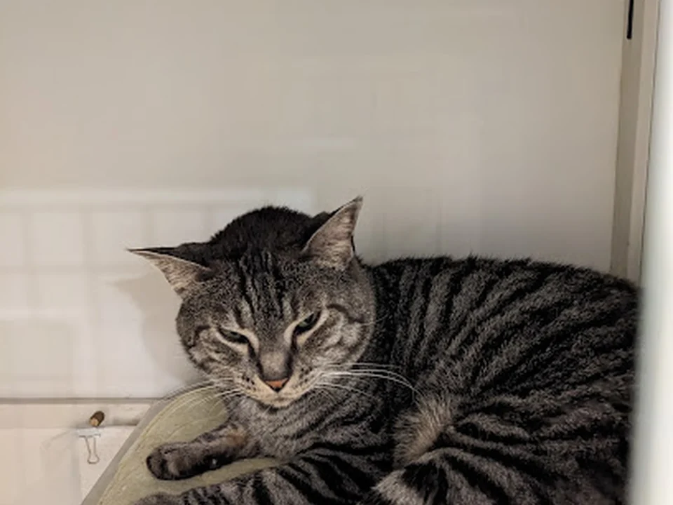 保護猫サロンCAT LIVING