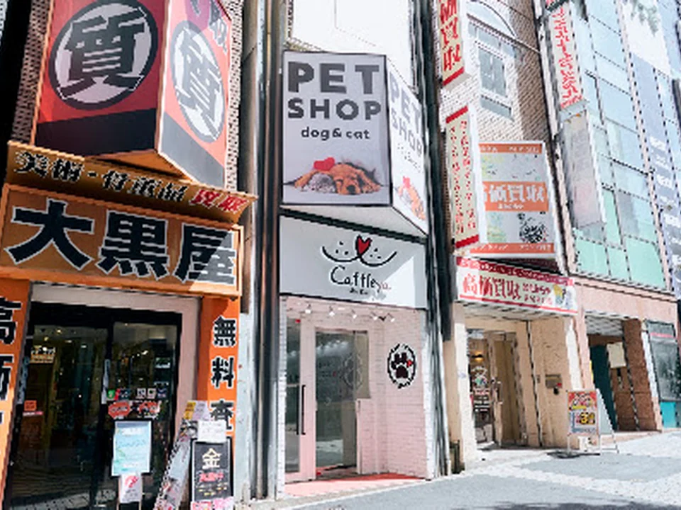 Cattleya新宿店