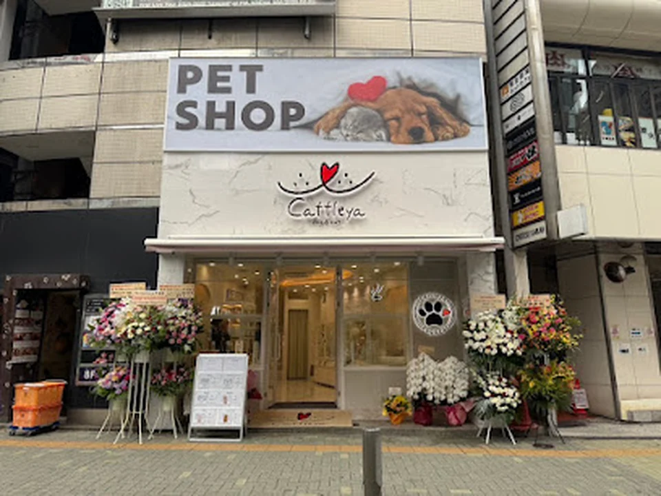 Cattleya 渋谷店（ペットショップ）