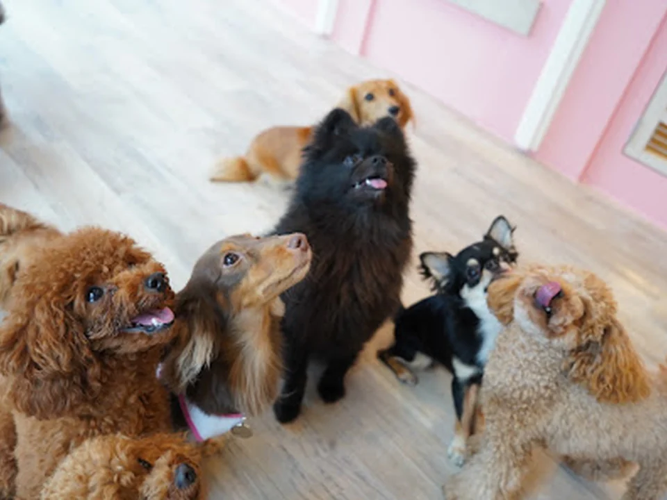 DOG ONE PLUS 西新宿店