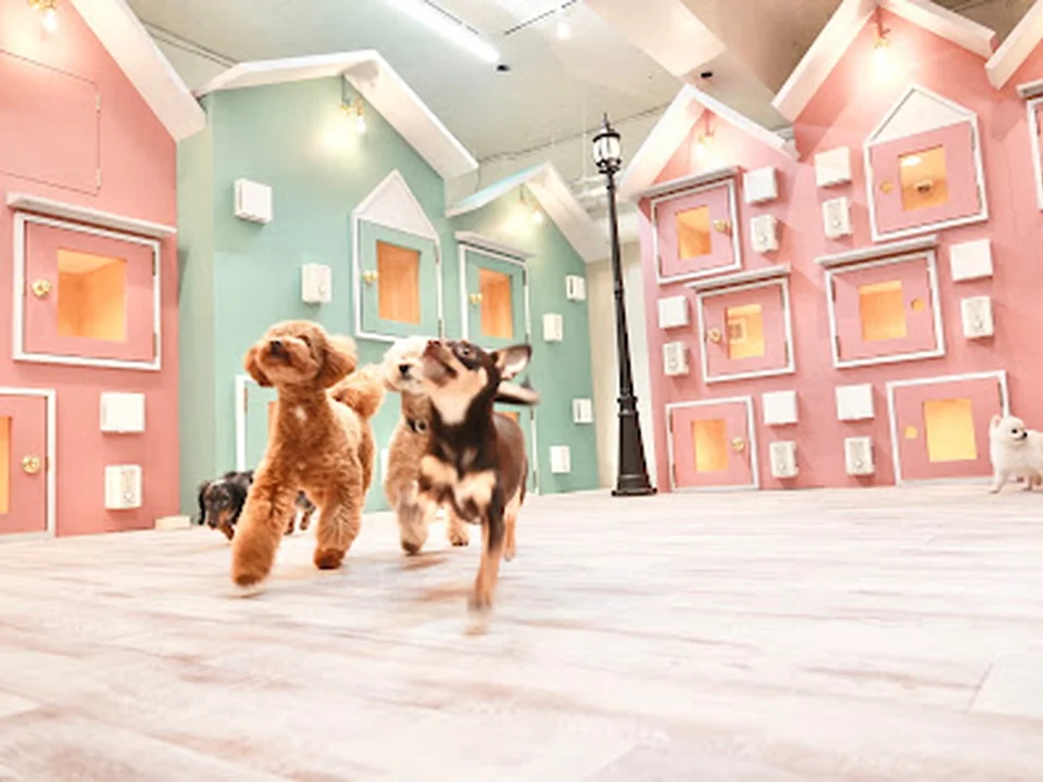 DOG ONE PLUS 麻布十番店