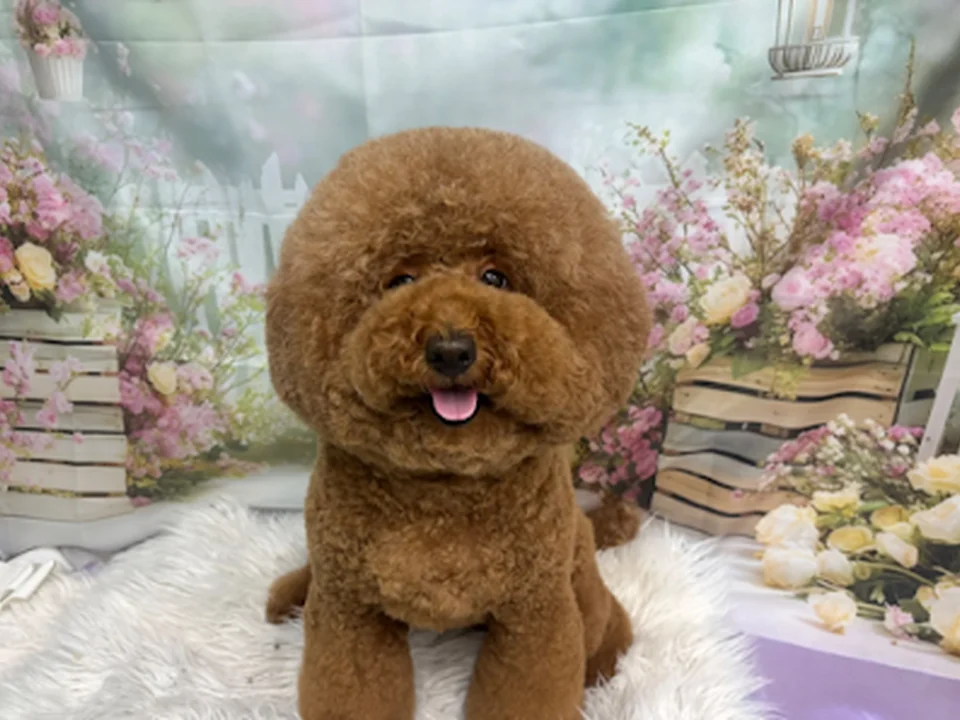 トリミングサロン&ペットホテル Dog Select