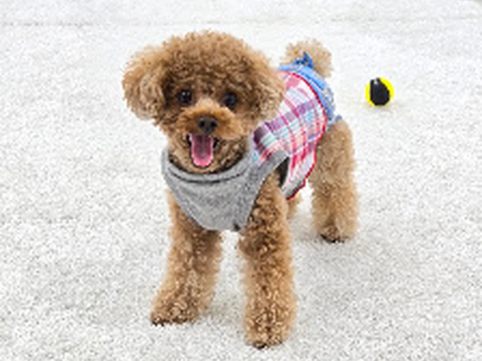 DOG SOCIALIZE CLUB 室内ドッグラン