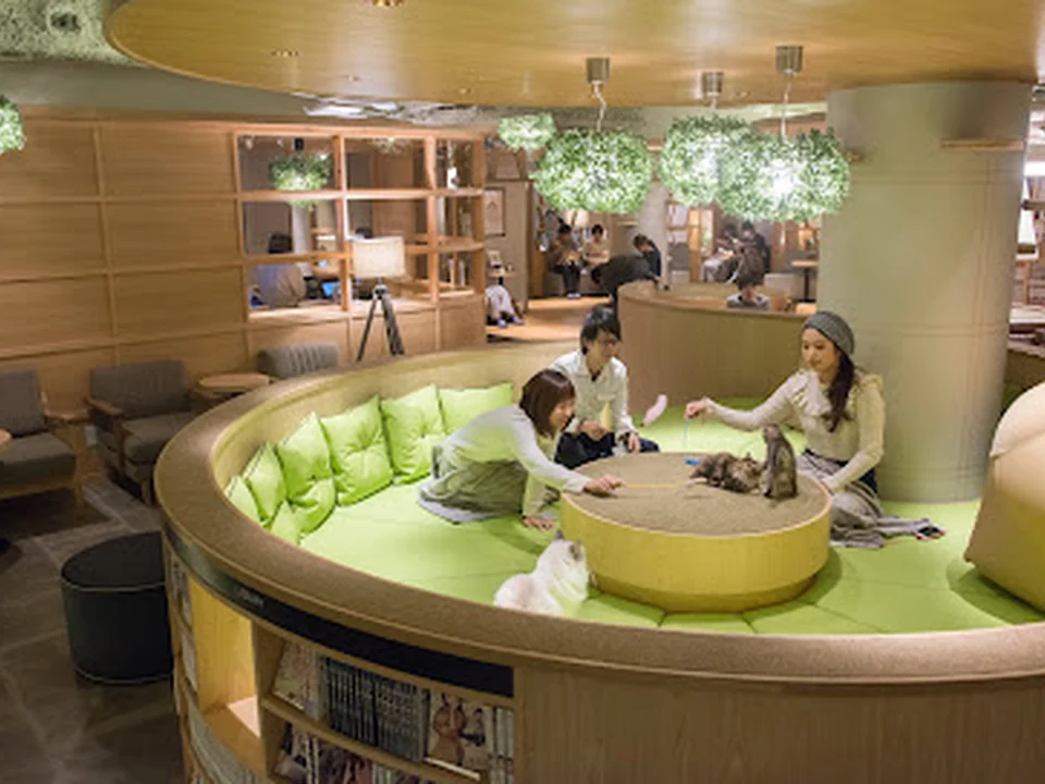 猫カフェMOCHA(モカ)ラウンジ 新宿店