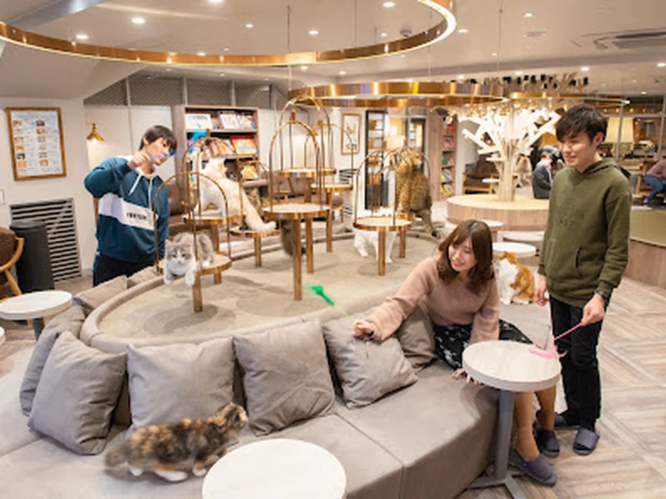 猫カフェ MOCHA（モカ） ラウンジ渋谷公園通り店