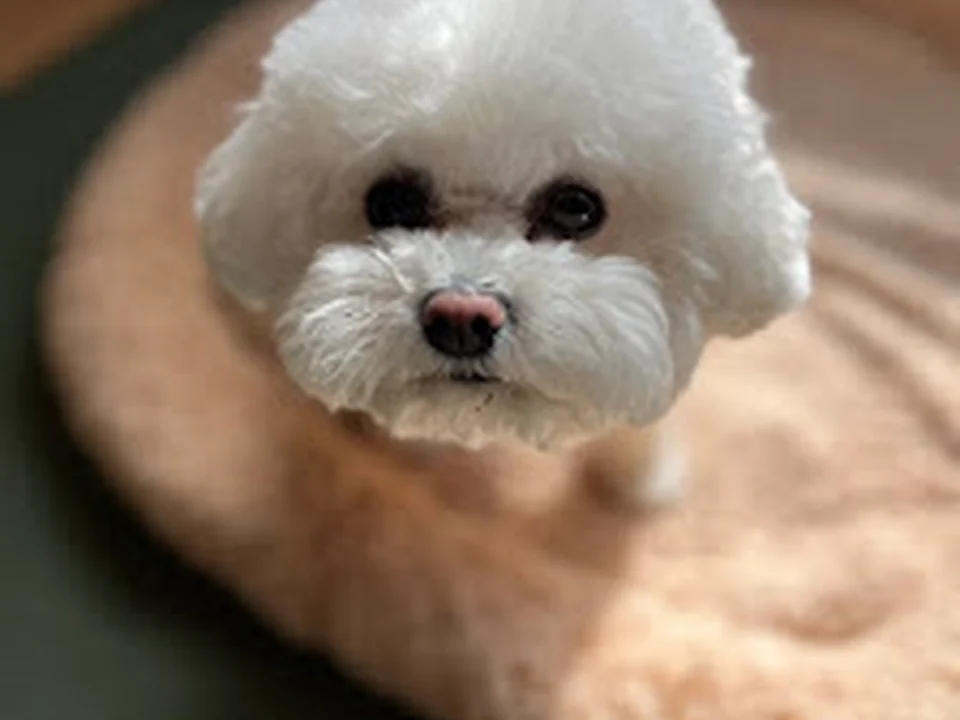 Pet Boarding Tokyo ---Cage-Free Dog Hotel---