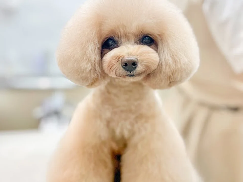 PET HILLS TOKYO