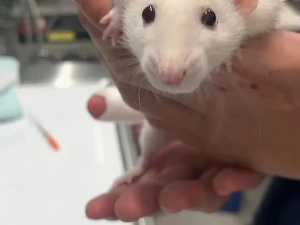 港区動物救急医療センター 芝アニマルクリニック