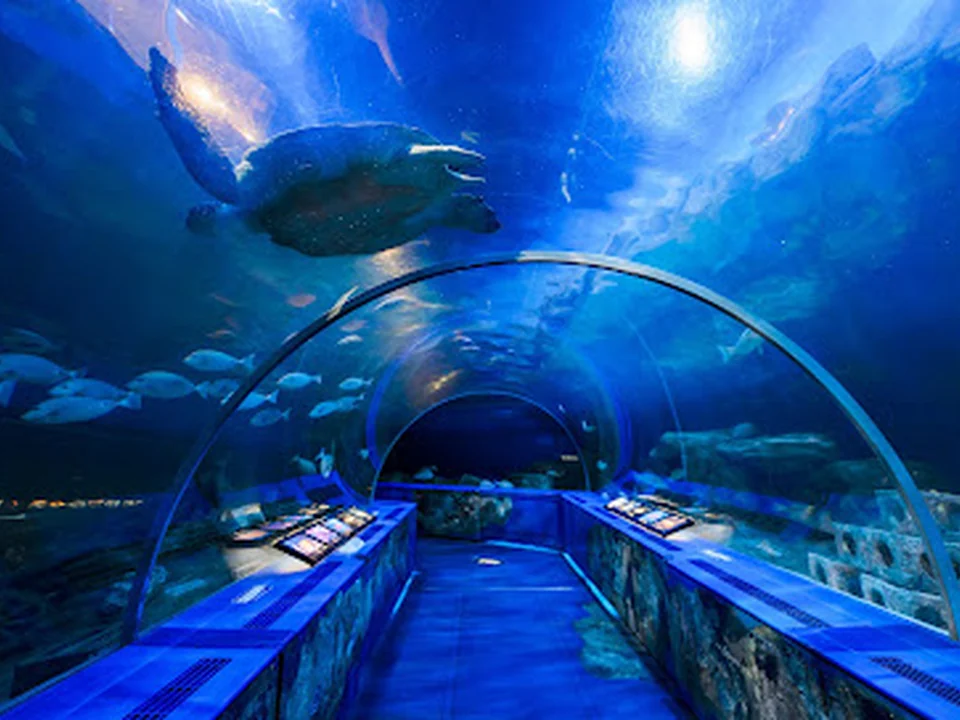 しながわ水族館