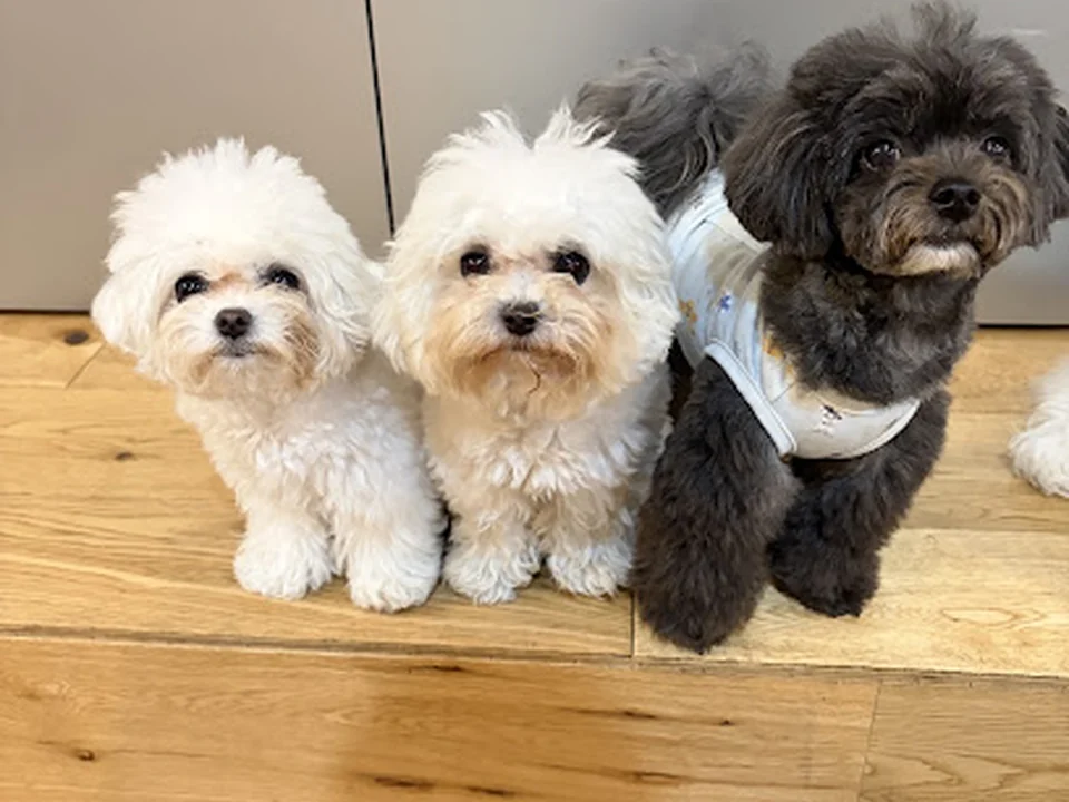 Tokyo Dog Club