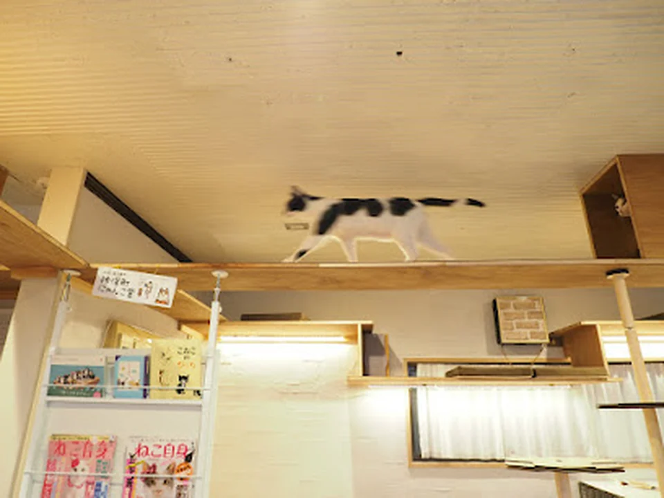 CAT'S INN TOKYO, 東京