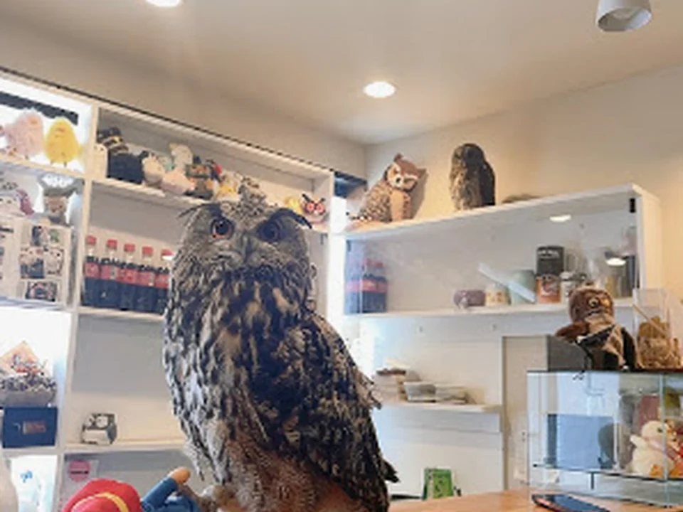 ふくろうの里 原宿店 Owlvillage Harajuku, 東京